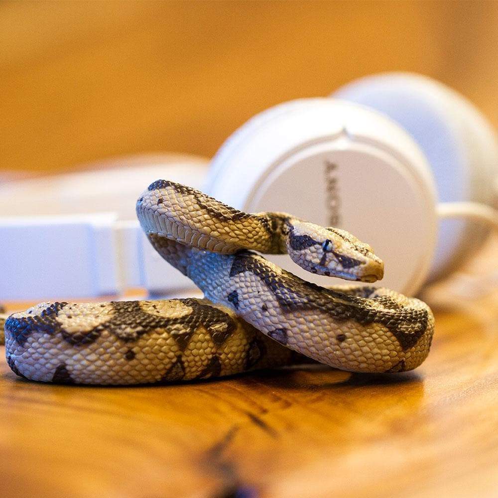 Boa Constrictor Toy-2