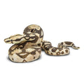 Boa Constrictor Toy-0