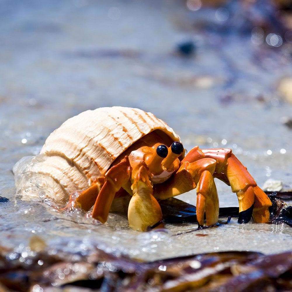 Hermit Crab Toy-4