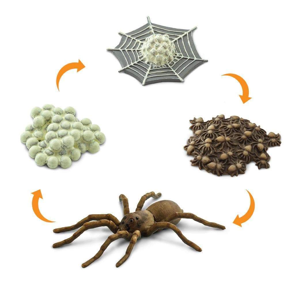 Life Cycle of a Spider-2