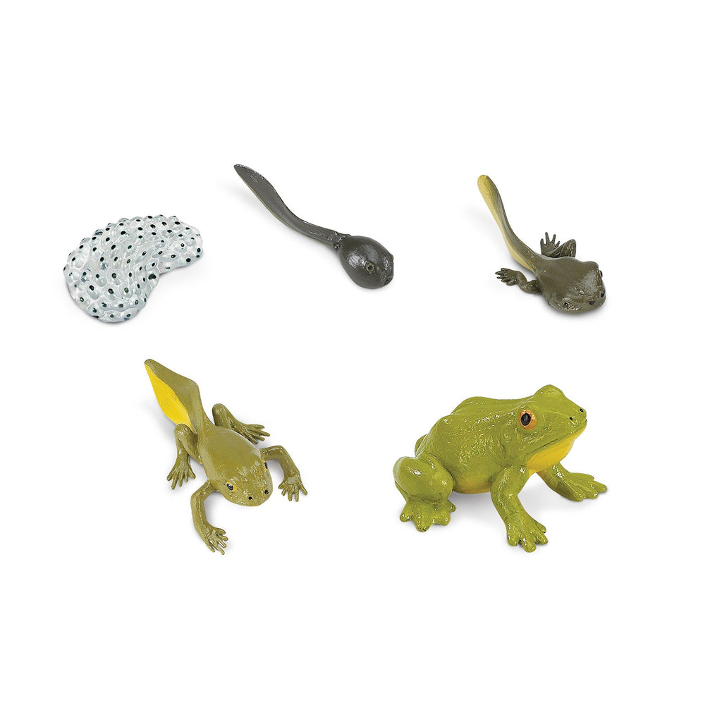 Life Cycle of a Frog Toy Set-1