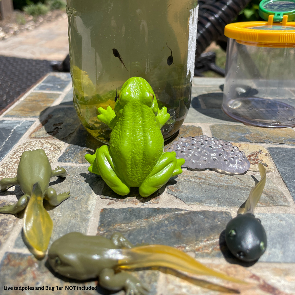 Life Cycle of a Frog Toy Set-3