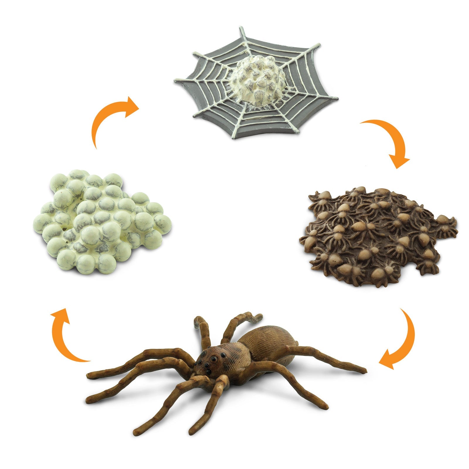 Life Cycle of a Spider-1