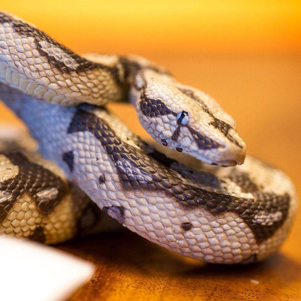 Boa Constrictor Toy-1