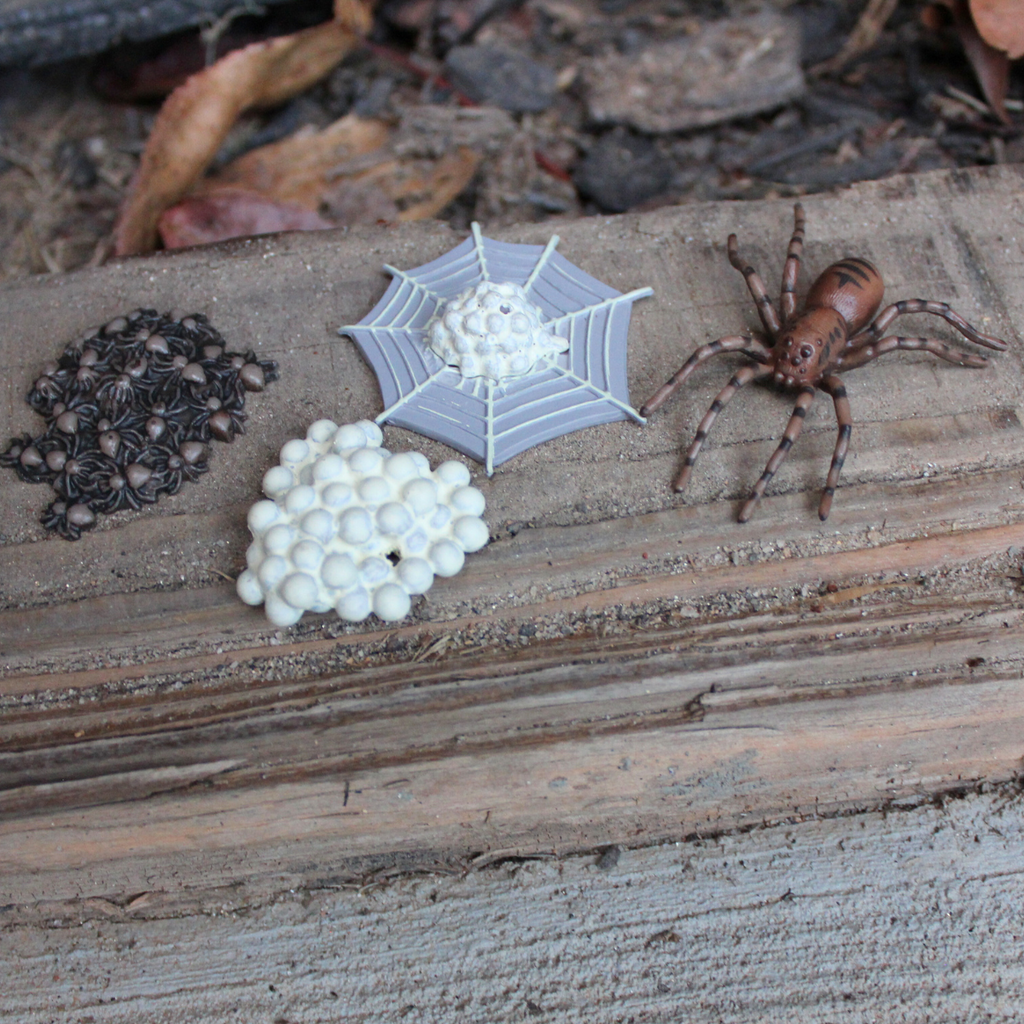 Life Cycle of a Spider-4