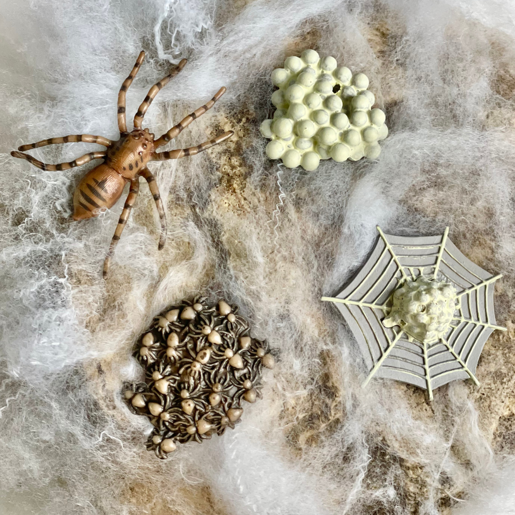 Life Cycle of a Spider-3